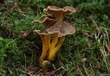 Trompetenpfifferling, Foto 6