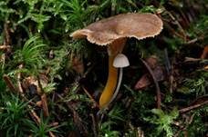 Trompetenpfifferling, Foto 7