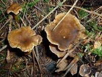 Trompetenpfifferling, Foto 10