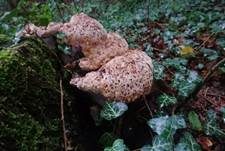 Tropfender Schillerporling, Foto 16