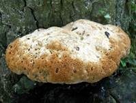Tropfender Schillerporling, Foto 23