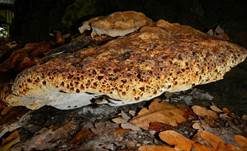 Tropfender Schillerporling, Foto 24