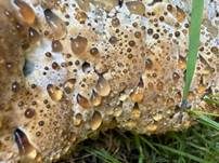 Tropfender Schillerporling, Foto 36