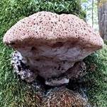 Tropfender Schillerporling, Foto 39