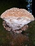 Tropfender Schillerporling, Foto 41