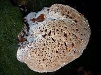 Tropfender Schillerporling, Foto 43
