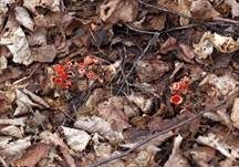 Tulpenbecherling, Foto 10