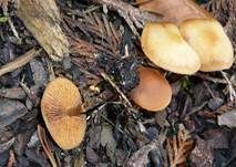 Überhäuteter Häubling, Foto 5
