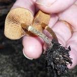 Überhäuteter Häubling, Foto 7