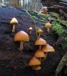 Überhäuteter Häubling, Foto 8