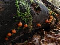 Überhäuteter Häubling, Foto 11