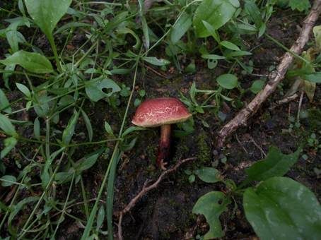 Uferrotfüßchen, Foto 3