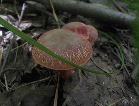 Uferrotfüßchen, Foto 4