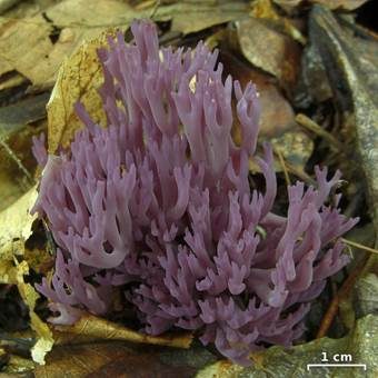 Amethystfarbene Koralle, Foto 2
