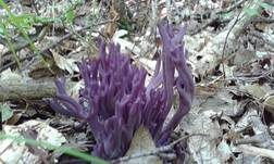 Amethystfarbene Koralle, Foto 7