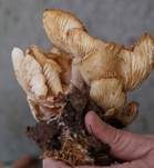 Ulmenrasling, Foto 13