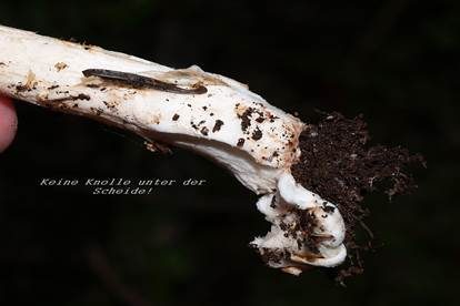 Umbrabrauner Scheidenstreifling, Foto 13