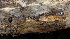 Ungestielter Insektenschimmelpilz, Foto 27