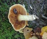 Brandiger Ritterling, Foto 13
