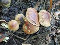 Brandiger Ritterling, Foto 30