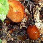Brandiger Ritterling, Foto 37