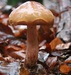 Brandiger Ritterling, Foto 6