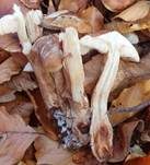 Brandiger Ritterling, Foto 54