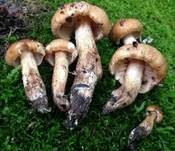Brandiger Ritterling, Foto 8