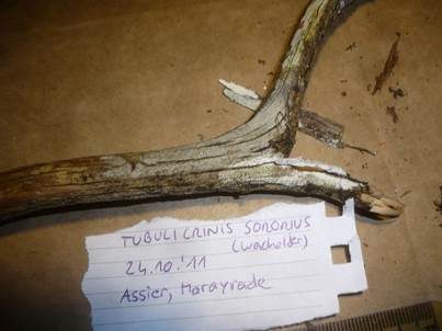 Unscheinbarer Wacholderrindenpilz, Foto 3