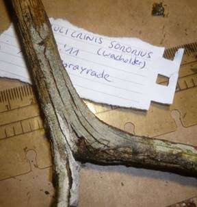 Unscheinbarer Wacholderrindenpilz, Foto 4