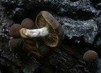 Üppiger Olivschnitzling, Foto 7