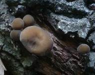 Üppiger Olivschnitzling, Foto 8