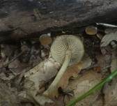 Üppiger Olivschnitzling, Foto 10