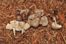Üppiger Rübling, Foto 11