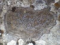 Variable Krustenflechte, Foto 9