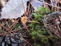 Variabler Mooshäubling, Foto 13