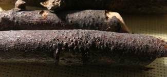 Variabler Rindenkohlenbeerenkernpilz, Foto 7