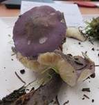 Veilchenblauer Schönkopf, Foto 10