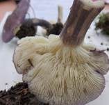 Veilchenblauer Schönkopf, Foto 11