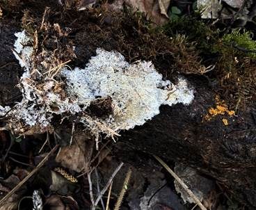 Veränderliche Gewebehaut, Foto 2