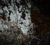 Veränderliche Gewebehaut, Foto 13