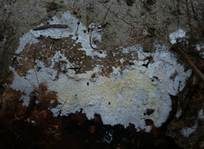 Veränderliche Gewebehaut, Foto 15