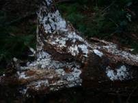 Veränderliche Gewebehaut, Foto 6