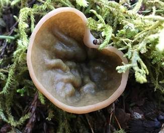 Veränderliche Lorchel, Foto 3