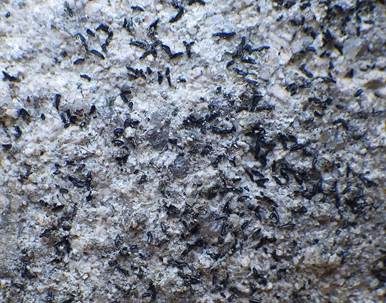 Veränderliche Zeichenflechte, Foto 2