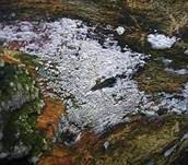 Veränderlicher Spaltporling, Foto 17
