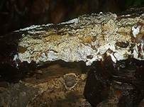 Veränderlicher Spaltporling, Foto 18