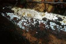 Veränderlicher Spaltporling, Foto 19