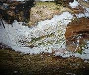 Veränderlicher Spaltporling, Foto 20