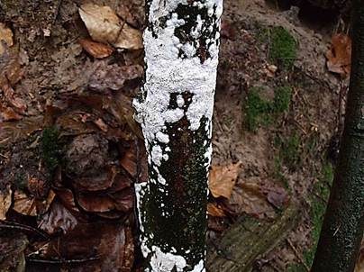 Veränderlicher Spaltporling, Foto 5